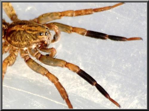 Trochosa ruricola