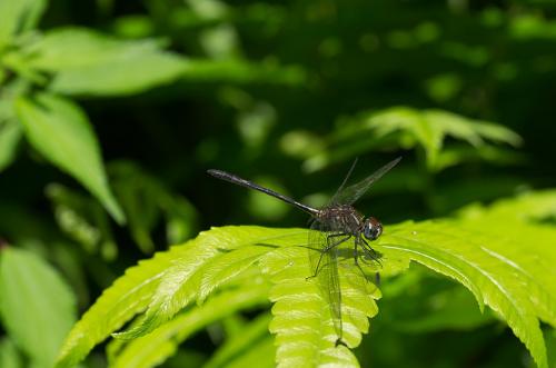 Réf. 82 141 : Dythemis sterilis