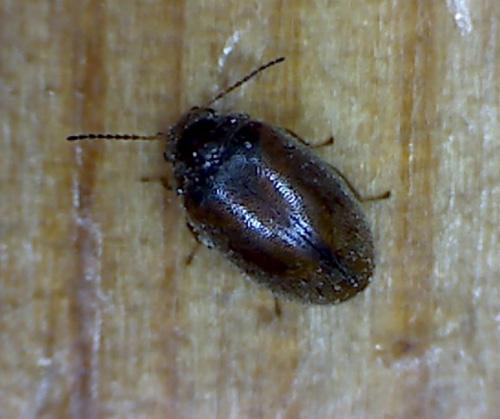 Réf. 82 554 : Contacyphon sp.
