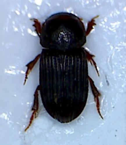 Réf. 82 032 : Oxyomus sylvestris