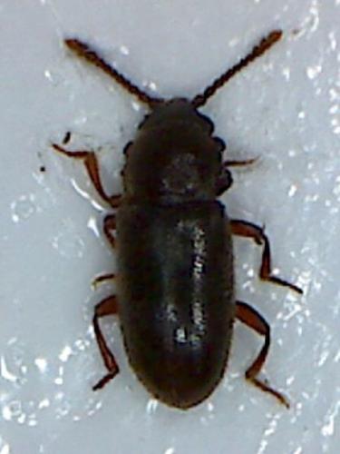 Réf. 82 053 : Cryptophagus sp.