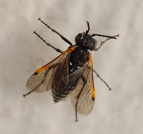 Réf. 82 659 : Sciapteryx costalis costalis