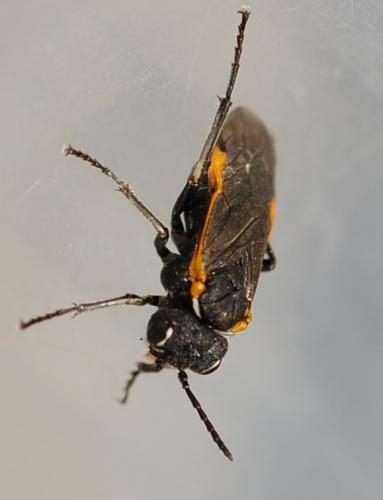 Sciapteryx costalis costalis