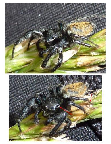 Carrhotus xanthogramma