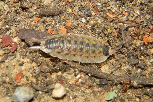 Réf. 82 124 : Porcellio spinicornis