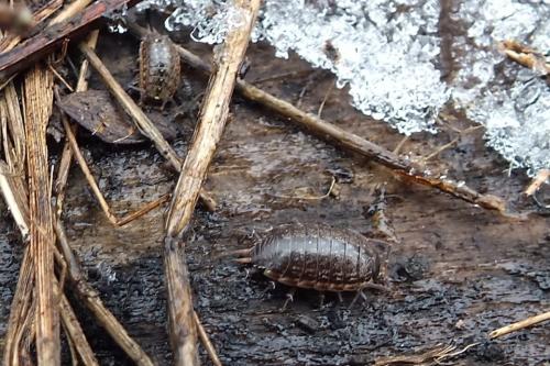 Philoscia muscorum