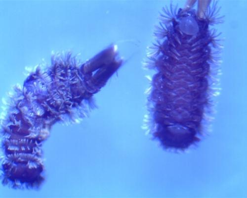 Réf. 82 410 : Polyxenus lagurus