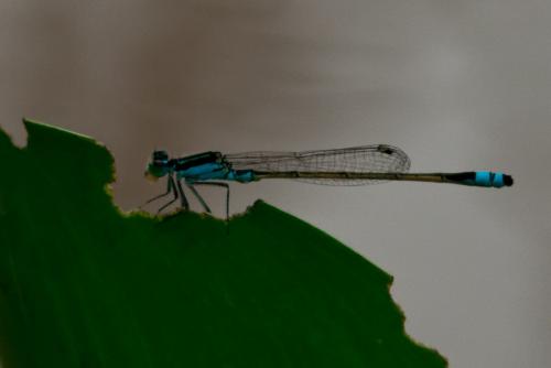 Ischnura sp.