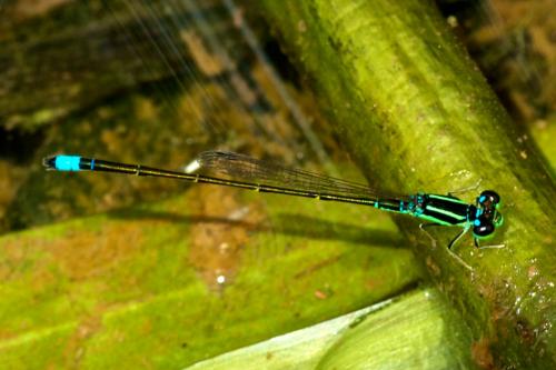 Réf. 82 646 : Ischnura capreolus