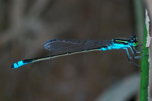 Réf. 82 786 : Ischnura fluviatilis
