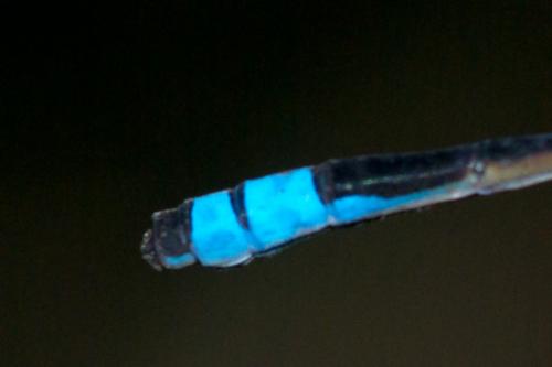 Ischnura fluviatilis