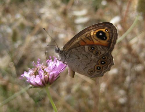 Lasiommata maera