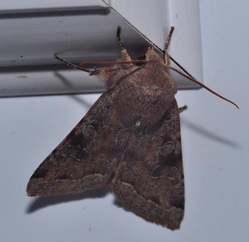 Réf. 82 938 : Orthosia incerta