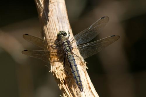Orthetrum cancellatum
