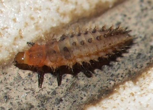 Brumoides sp.