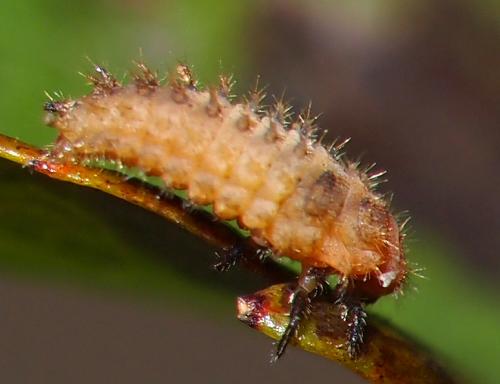 Brumoides sp.