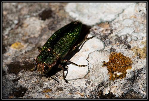 Latipalpis plana