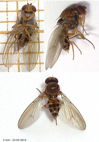 Réf. 82 112 : Leucophenga maculata