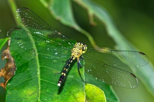 Réf. 82 730 : Anatya guttata