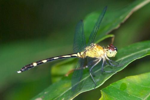 Réf. 82 729 : Anatya guttata