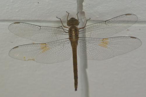 Réf. 82 419 : Tholymis citrina