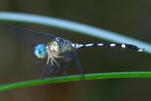 Réf. 82 728 : Anatya guttata