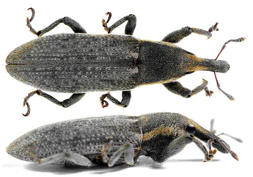 Réf. 82 973 : Lixus vilis