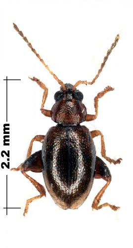 Longitarsus sp.