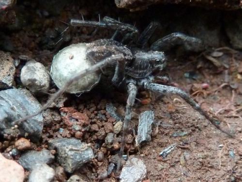 Pardosa sp.