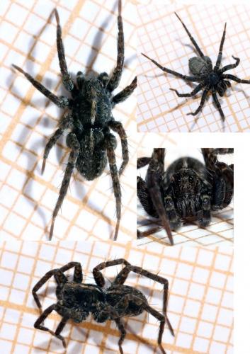 Pardosa sp.