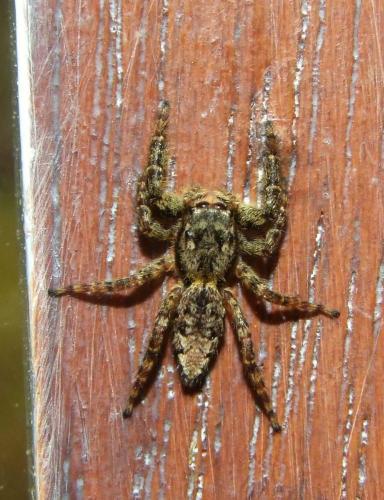 Marpissa muscosa