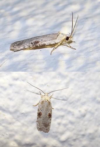 Réf. 82 210 : Agonopterix alstromeriana
