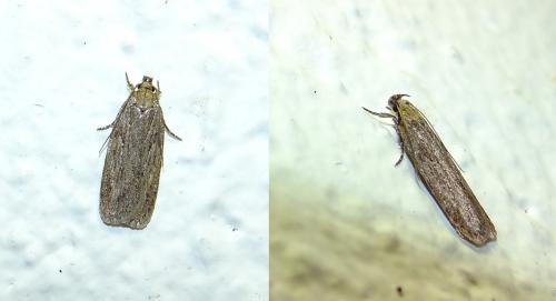 Depressaria daucella