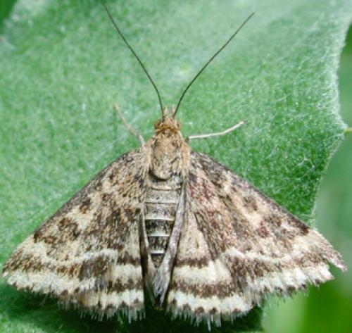 Pyrausta despicata