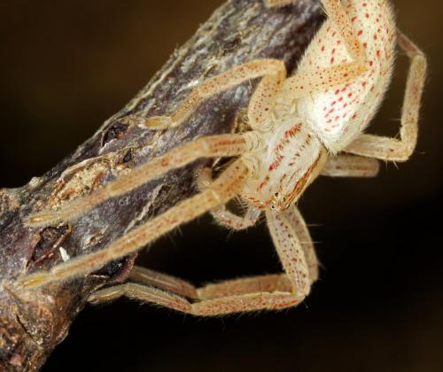 Micrommata virescens