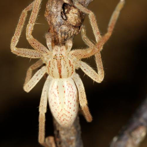 Micrommata virescens