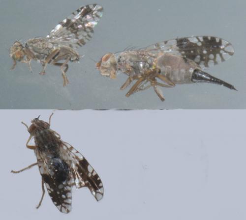 Réf. 82 719 : Tephritis neesii