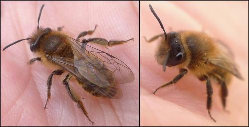 Andrena praecox