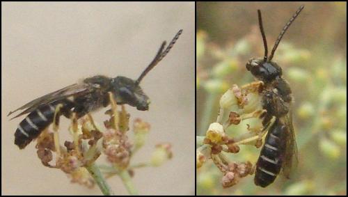 Réf. 82 619 : Halictus langobardicus