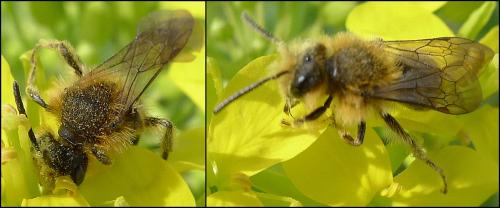 Andrena lagopus