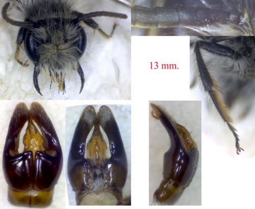 Andrena bicolorata