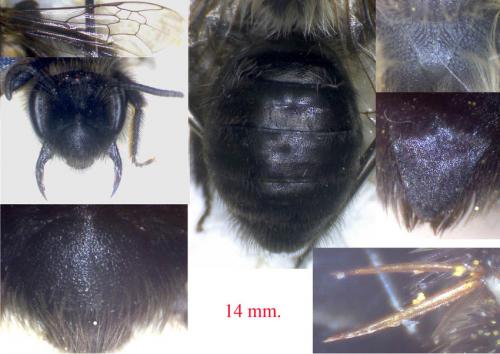 Andrena bicolorata