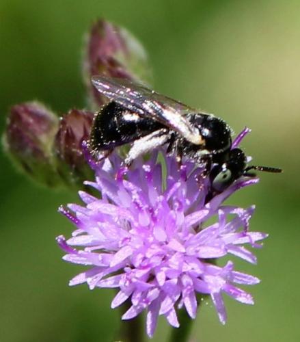 Ceratina sp.