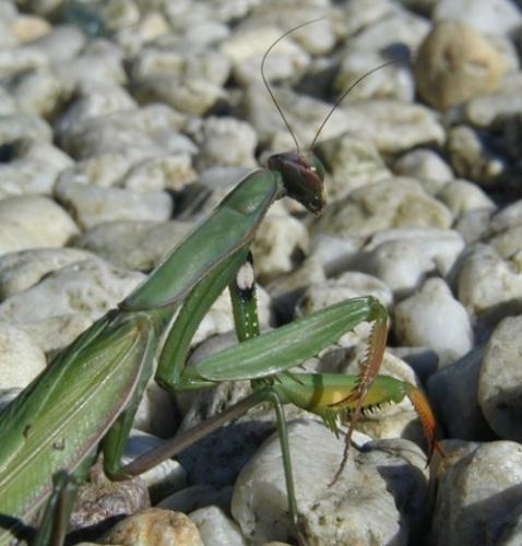 Mantis religiosa