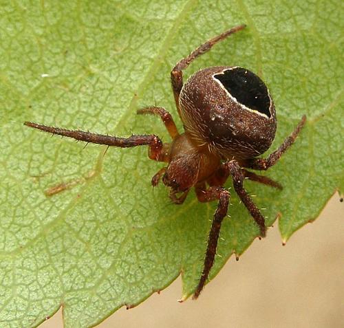 Réf. 82 573 : Neoscona sp.