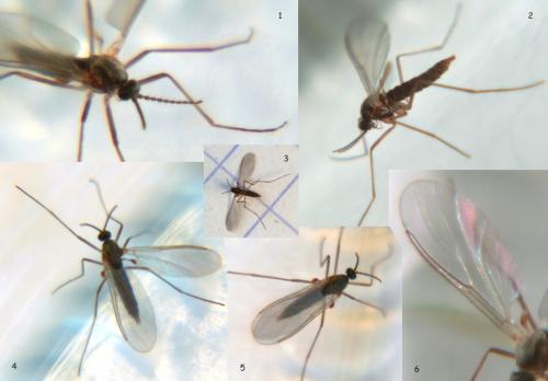 Réf. 82 618 : Lestremiinae inconnu