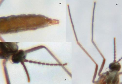 Lestremiinae