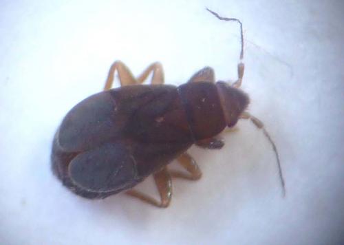 Pachycoleus pusillimum