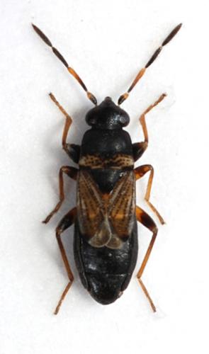 Ischnocoris angustulus