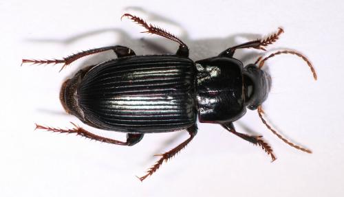 Harpalus rufipalpis